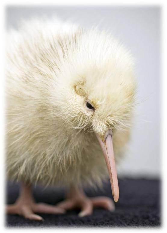 white_kiwi
